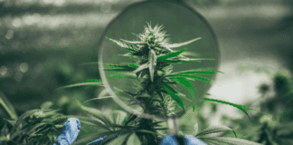 Beyond the Hype: How CBD Can Help Seniors Enjoy a Better Quality of Life