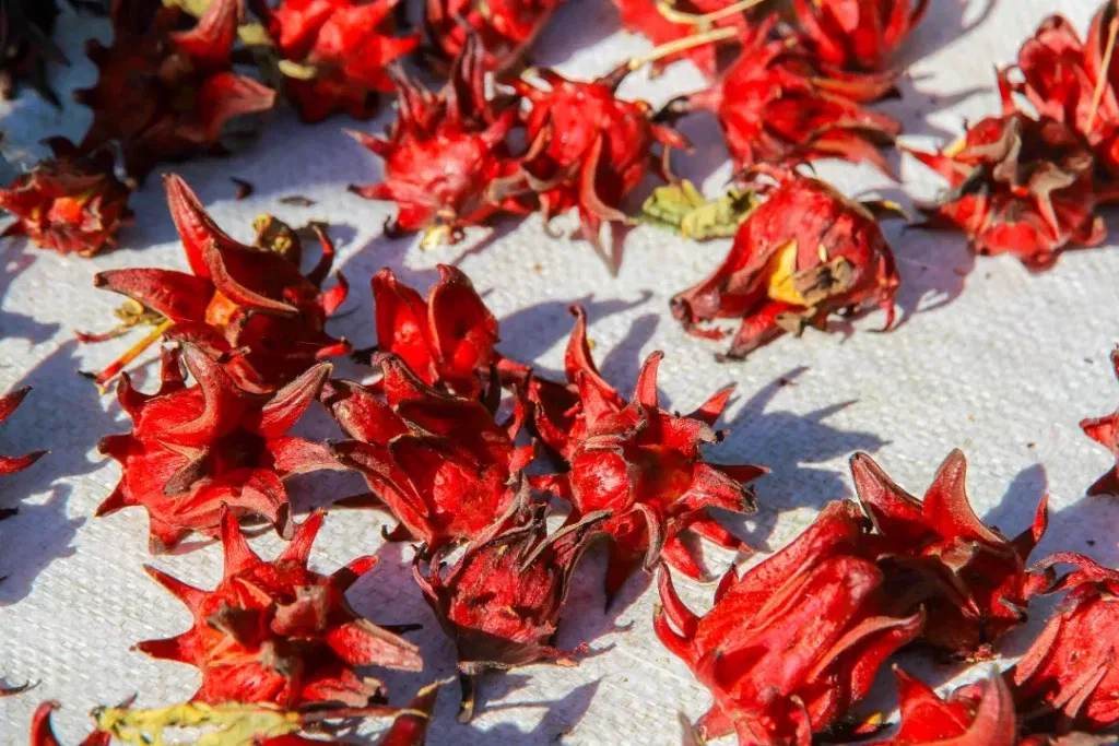 Dry flower Rosella (Hibiscus sabdariffa)