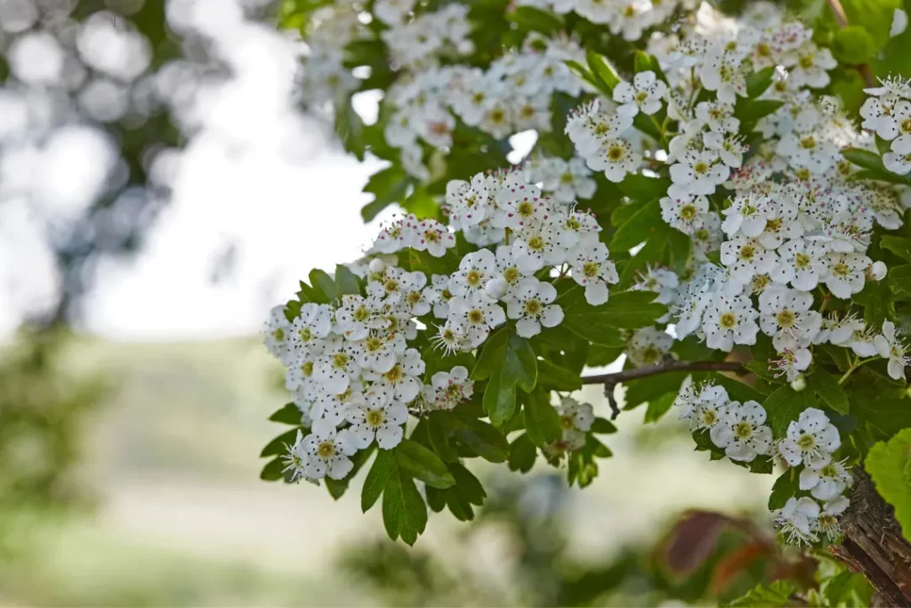 Hawthorn medicinal  plant with flowers