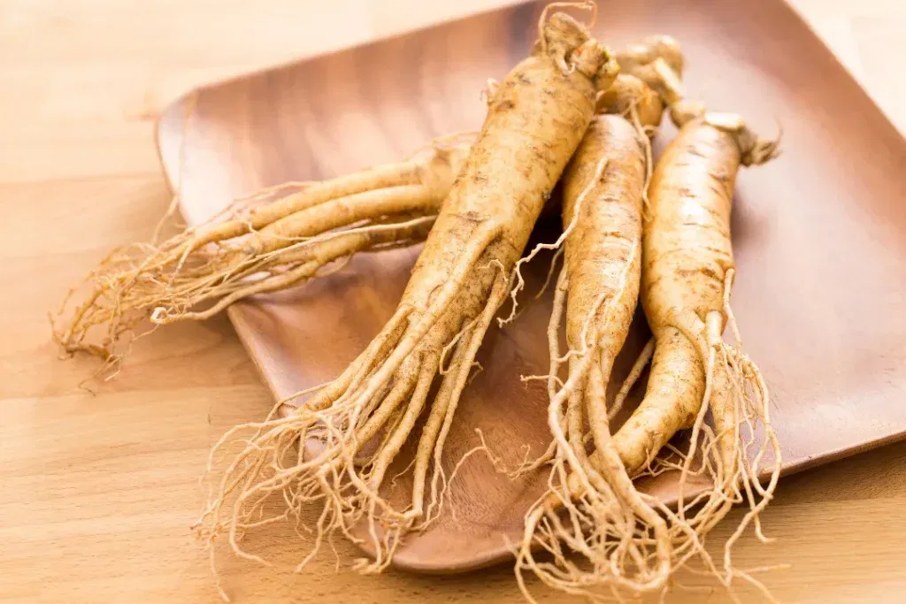 mountain ginseng root 