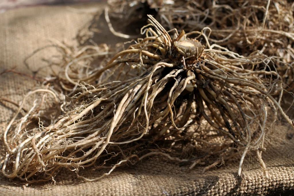Dry Valerians Root on table