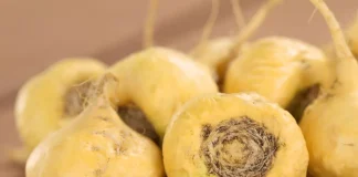 5 Great Maca Root and Ashwagandha Benefits closeup of Maca Root