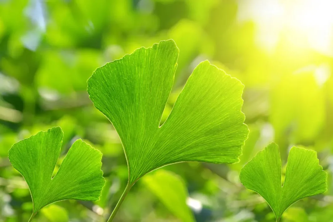 green leaf of Ginkgo biloba