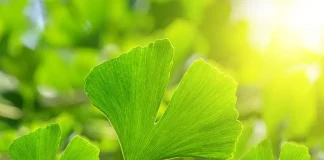 5 Great Reasons to Try Herbs for Cognition green leaf of Ginkgo biloba