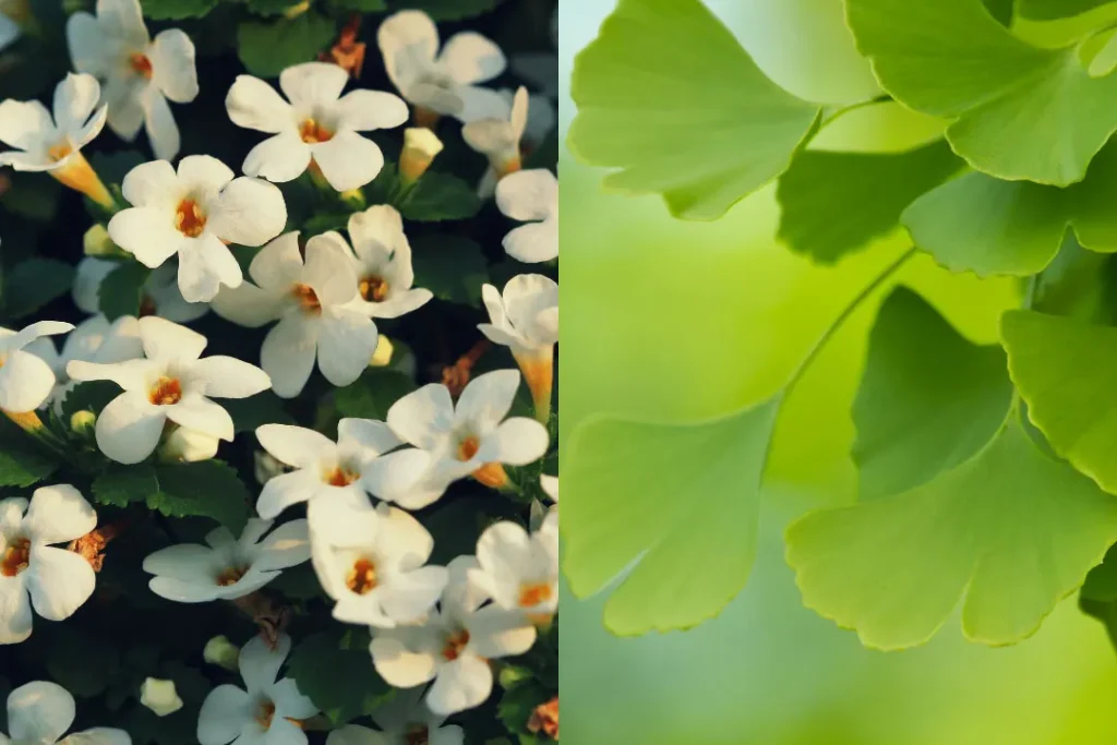 Ginkgo biloba and Bacopa monnieri 
herbs for cognition