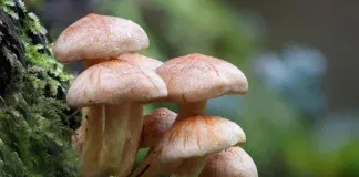 mushrooms close up shot